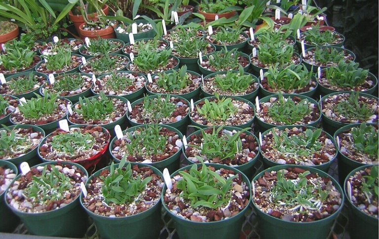 Cattleya compots March 2012